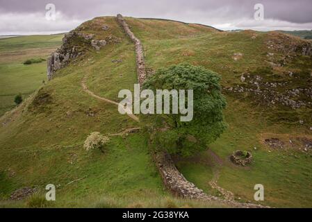 Überreste der Hadrian's Wall, der antiken römischen Grenzmauer durch Nordengland, während sie die Hügel hinunter zum berühmten malerischen Punkt Sycamore Gap westlich des römischen Forts Housesteads schlängeln. Der Hadrian's Wall Path verläuft entlang des gesamten UNESCO-Weltkulturerbes und ist einer der beliebtesten Wanderwege in England. Der berühmte Baum wurde 2023 durch einen Akt des Vandalismus gefällt. Stockfoto