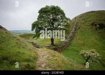 Überreste der Hadrian's Wall, der antiken römischen Grenzmauer durch Nordengland, während sie die Hügel hinunter zum berühmten malerischen Punkt Sycamore Gap westlich des römischen Forts Housesteads schlängeln. Der Hadrian's Wall Path verläuft entlang des gesamten UNESCO-Weltkulturerbes und ist einer der beliebtesten Wanderwege in England. Der berühmte Baum wurde 2023 durch einen Akt des Vandalismus gefällt. Stockfoto