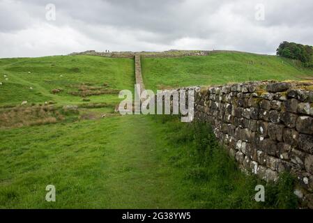 Abschnitt der Hadrian's Wall, der antiken römischen Grenzmauer durch Nordengland, die in direkter Linie bis zum römischen Fort Housesteads auf dem Hügel verläuft. Der Hadrian's Wall Path verläuft entlang des gesamten UNESCO-Weltkulturerbes und ist einer der beliebtesten Wanderwege in England. Stockfoto