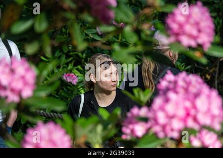 Junge Frau mit Sonnenbrille auf der Stirn, umrahmt von Rhododendronblüten im Haaga Rhododendron Park in Helsinki, Finnland Stockfoto