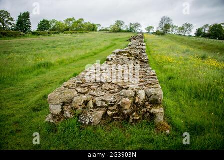 Überreste eines Segments der Hadrian's Wall, der antiken römischen Grenzmauer durch Nordengland am sogenannten Black Carts Turret. Der Hadrian's Wall Path, einer der beliebtesten Wanderwege Englands, verläuft entlang der Mauer zwischen Newcastle und Solway Firth. Stockfoto