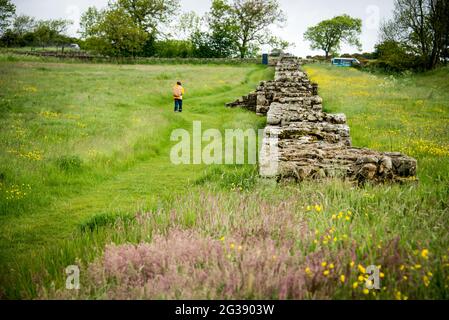 Überreste eines Segments der Hadrian's Wall, der antiken römischen Grenzmauer durch Nordengland am sogenannten Black Carts Turret. Der Hadrian's Wall Path, einer der beliebtesten Wanderwege Englands, verläuft entlang der Mauer zwischen Newcastle und Solway Firth. Stockfoto