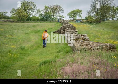 Überreste eines Segments der Hadrian's Wall, der antiken römischen Grenzmauer durch Nordengland am sogenannten Black Carts Turret. Der Hadrian's Wall Path, einer der beliebtesten Wanderwege Englands, verläuft entlang der Mauer zwischen Newcastle und Solway Firth. Stockfoto