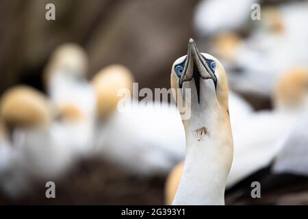 Nördliche Gannetkolonie auf Saltee Island, Irland Stockfoto