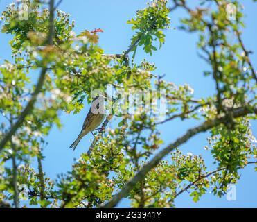 Ein weibliches gewöhnliches Linnet (Linaria cannabina) blickt in einem großen Busch von ihrem Barsch aus Stockfoto