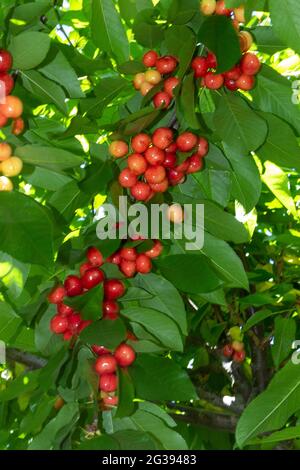 Süsse Kirschbaumhaufen reifen vor der kommerziellen Ernte durch Arbeitsmigranten auf einem privaten Obstgarten in der Nähe von Gilroy im San Benito County, Kalifornien. Stockfoto