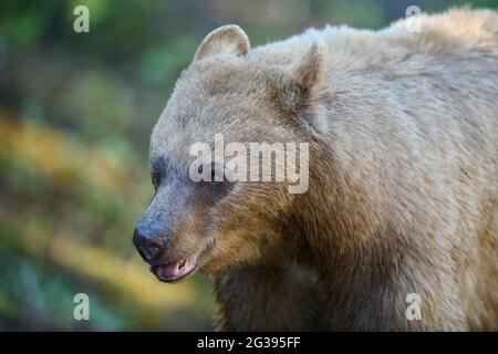 Nahaufnahme des Kopfes, mit Zimt überzogener amerikanischer Schwarzbär (Ursus americanus), Spray Lakes Provincial Park, Kananaskis Country, Alberta, Kanada . Stockfoto