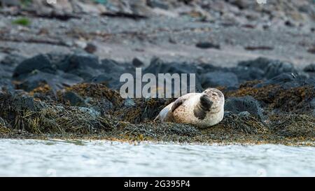 Hafenrobbe liegt an Felsküste in der Wildnis Islands Stockfoto