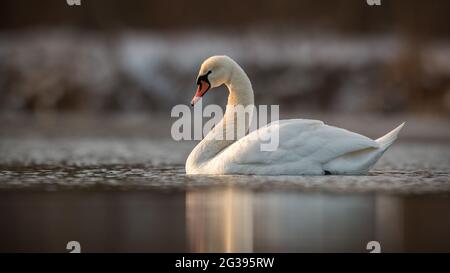 Stummer Schwan schwimmend in ruhigem Wasser im Frühlingssonne Stockfoto