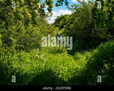 Paar, die im Sommer Sunshine, Berwickshire, Scottish Borders, Schottland, Großbritannien, auf einem überwucherten Teil des Southern Upland Way spazieren Stockfoto