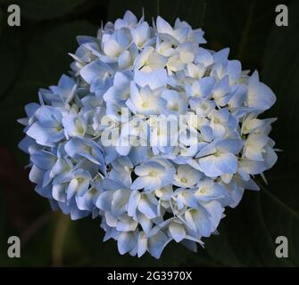 Eine Hortensienblume in Blüte Stockfoto