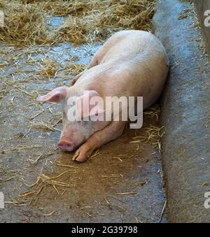 Junges Schwein, das in Schweinestall und Strohboden liegt. Stockfoto