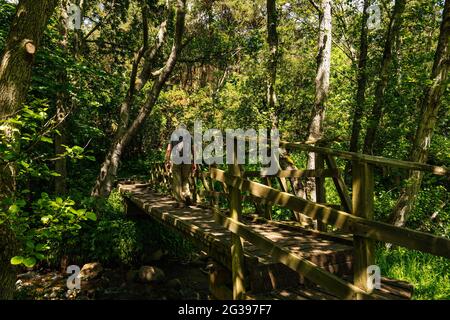 Mann, der über eine kleine Holzbrücke über den Bach läuft, Pease Dean, Berwickshire, Scottish Borders, Schottland, VEREINIGTES KÖNIGREICH Stockfoto