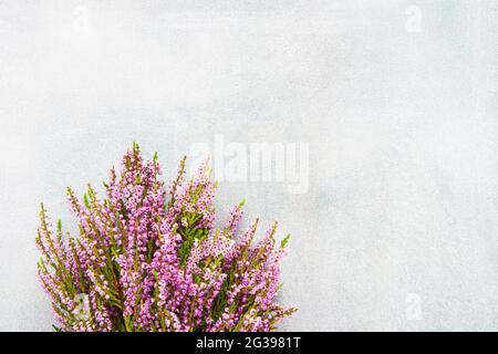 Rosa Common Heather Blumen Bouquet auf einem hellen Beton Hintergrund. Platz kopieren, Draufsicht. Flach liegend, selektiver Fokus Stockfoto