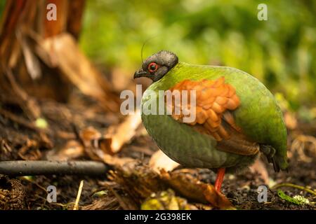 Crested Rebhuhn, Roul Rul, exotischer Vogel im Eden-Projekt, Cornwall, Großbritannien Stockfoto