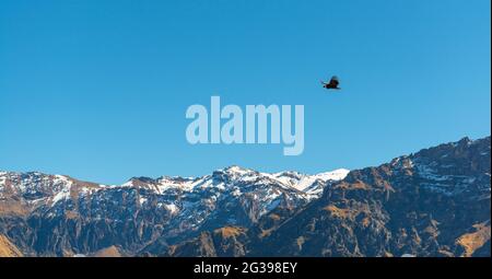 Andenkondor (Vultur gryphus), der über den Anden, dem Colca Canyon, Arequipa, Peru fliegt. Stockfoto