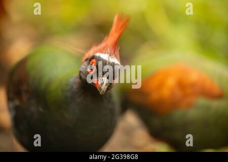 Crested Rebhuhn, Roul Rul, exotischer Vogel im Eden-Projekt, Cornwall, Großbritannien Stockfoto