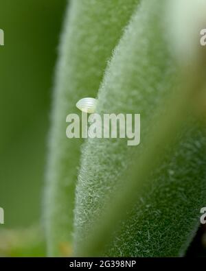 Nahaufnahme eines kleinen durchsichtigen weißen Monarch-Eies (Danaus plexippus), das auf einer Samenschote des Schmetterlingsgras (Asclepias tuberosa) abgelagert wurde. Stockfoto