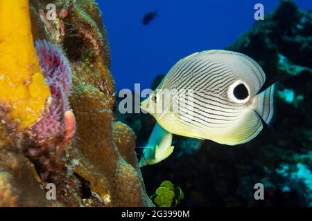 Tropische Fische auf einem Korallenriff unter Wasser. Tauchen in Cozumel, Mexiko. Stockfoto