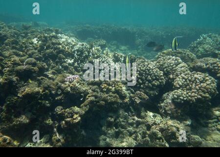 Unterwasserwelt, Korallenriffe auf Mauritius, tropische Fische Stockfoto
