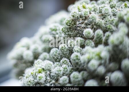 Selektive Fokusaufnahme von mammillaria gracilis fragilis, auch bekannt als Filzkaktus Stockfoto