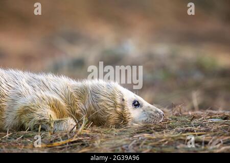 Weiße neugeborene Robbenhund in einem Gras bei Donna NOOK Stockfoto