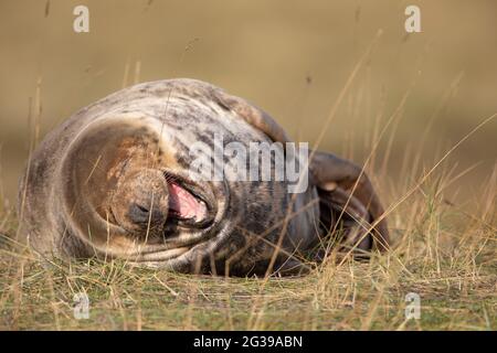 Grauer Robbenhund im Gras bei Donna NOOK in Nordengland Stockfoto