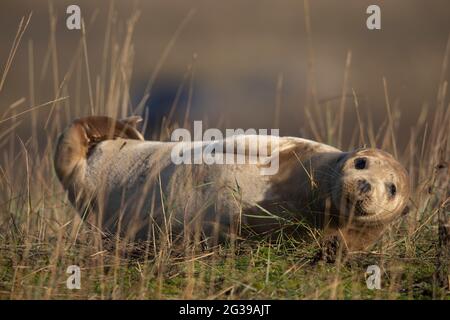 Weiße neugeborene Robbenhund in einem Gras bei Donna NOOK Stockfoto