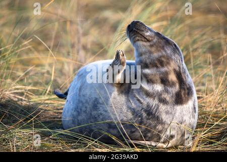 Grauer Robbenhund im Gras bei Donna NOOK in Nordengland Stockfoto