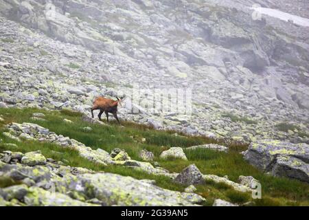 Tatra-Gämsen auf einer felsigen Oberfläche in der Slowakei Stockfoto