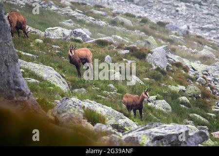 Tatra-Gämsen auf einer felsigen Oberfläche in der Slowakei Stockfoto