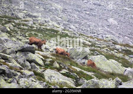 Tatra-Gämsen auf einer felsigen Oberfläche in der Slowakei Stockfoto