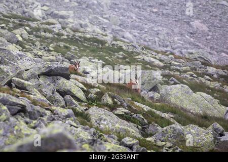 Tatra-Gämsen auf einer felsigen Oberfläche in der Slowakei Stockfoto