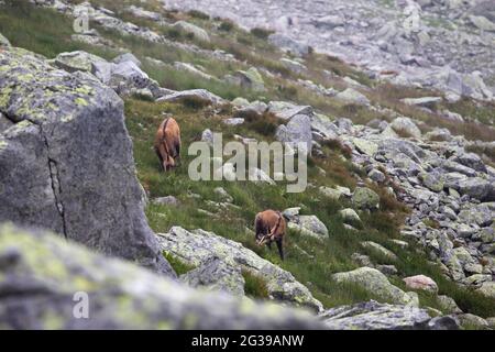 Tatra-Gämsen auf einer felsigen Oberfläche in der Slowakei Stockfoto