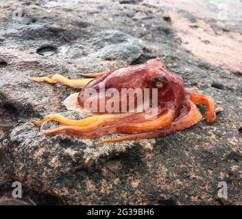 Octopus hinterließ bei Ebbe Stockfoto