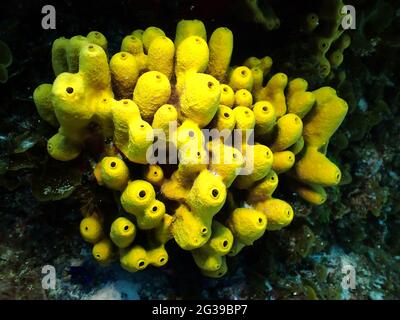 Unterwasseraufnahme eines schönen gelben Röhrenschwamms im Atlantik Stockfoto