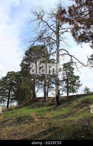 Folgen eines Feuers im Wald. Verbrannte tote Bäume vor dem Hintergrund von grünem Gras. Frühling. Stockfoto