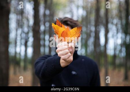 Ein Mann hält orangefarbene Blätter in der Hand, er ist in einem Wald, er trägt einen Wollpullover, es ist Herbst und die Blätter sind von einem Baum gefallen. Stockfoto