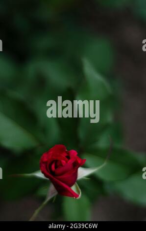 Rote Rose Knospe auf grünem Hintergrund Stockfoto