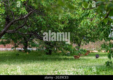 Hühner freien Bereich in einem Garten Stockfoto