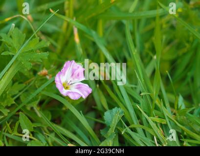 Schöne rosa Hundrose (Rosa canina), die wild auf den Chalklandwiesen der Salisbury Plain wächst Stockfoto