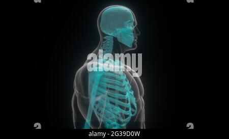 Transluzente 3d-Darstellung von Schädel und Humerus auf digitaler Oberfläche. Vollständig anatomischer Scan des oberen Skeletts. Digitale Rekonstruktion künstlicher Intelligenz vis Stockfoto