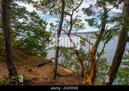 Blick auf den East Sound mit Madrona-Bäumen im Vordergrund vom Obstruction Pass State Park Trail auf der Orcas Island in den San Juan Islands in Washingt Stockfoto