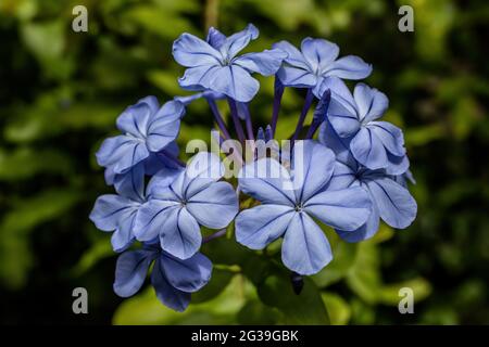 In einem Sommergarten blüht ein hübscher blauer Plumbago. Stockfoto