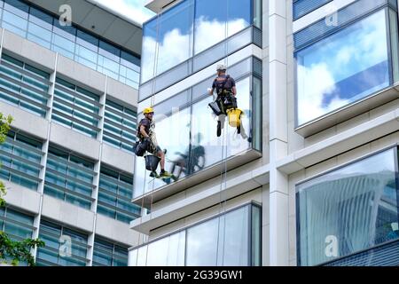 Fensterputzer arbeiten an einer Außenfassade eines Bürogebäudes, die an Seilen mit Eimern und Schwämmen befestigt ist. Stockfoto