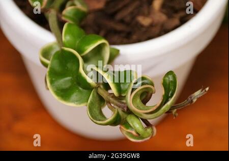 Eine bunte Hindu-Seilpflanze, mit wissenschaftlichem Namen Hoya Carnosa Stockfoto