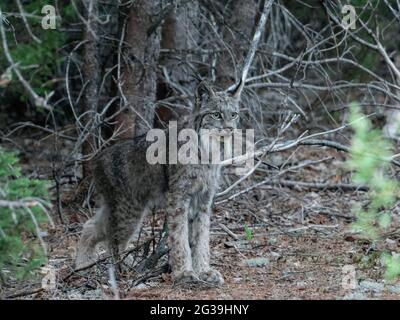 Lynx (Wildkatze, Bobcat) jagt einen Hasen in der kanadischen Wildnis Stockfoto