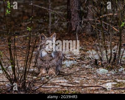 Lynx beobachtet Schneeschuhhasen in freier Wildbahn, Quebec, Kanada, Wildkatze, Bobcat Stockfoto