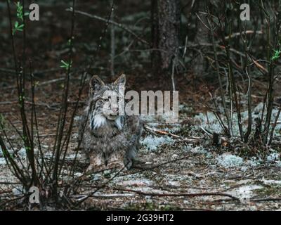Lynx beobachtet Schneeschuhhasen in freier Wildbahn, Quebec, Kanada, Wildkatze, Bobcat Stockfoto