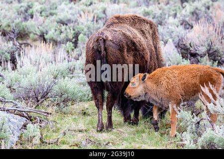 Das Bison (Bison Bison) Kalb steht im Mai horizontal hinter seiner Mutter im Yellowstone National Park Stockfoto